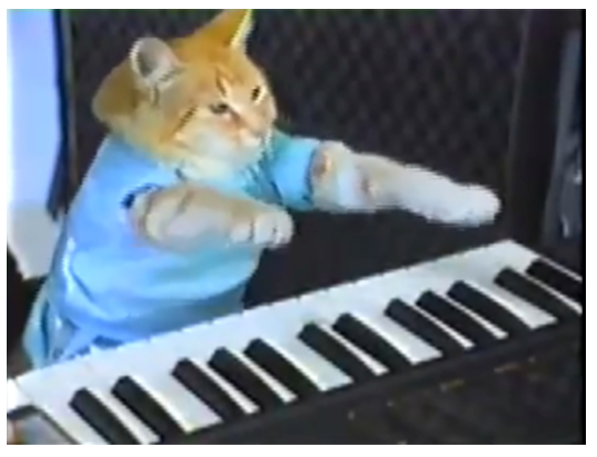 Refresh your brain with a funny cat video